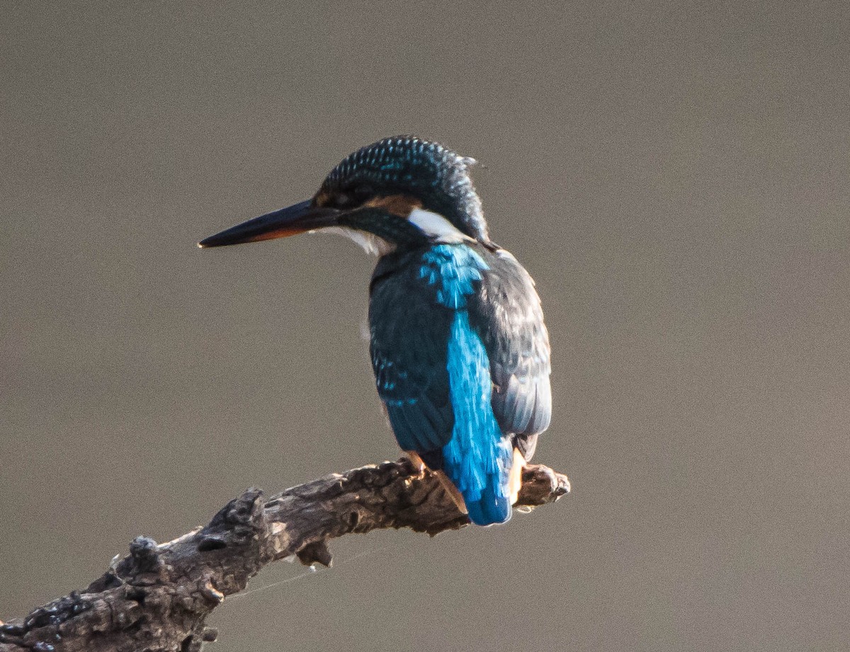 Common Kingfisher - Prabhakar T P