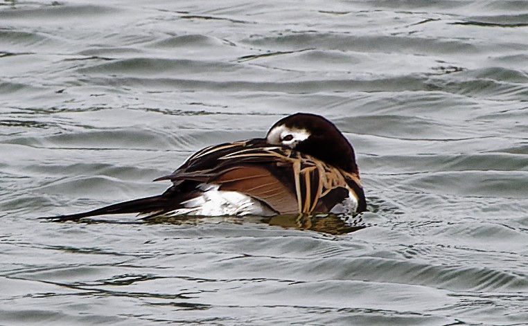 Long-tailed Duck - ML594889931