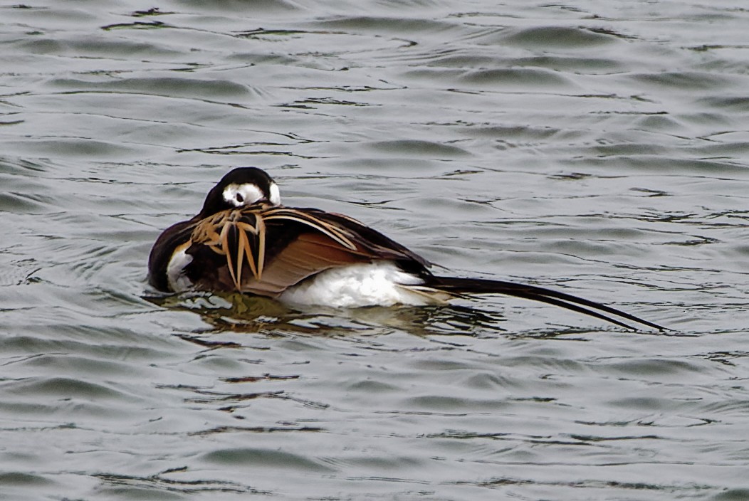 Long-tailed Duck - ML594890121