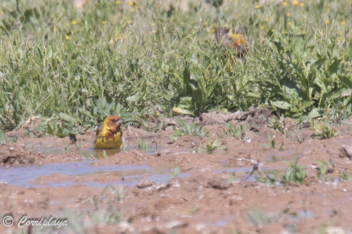Red-headed Bunting - ML594891221