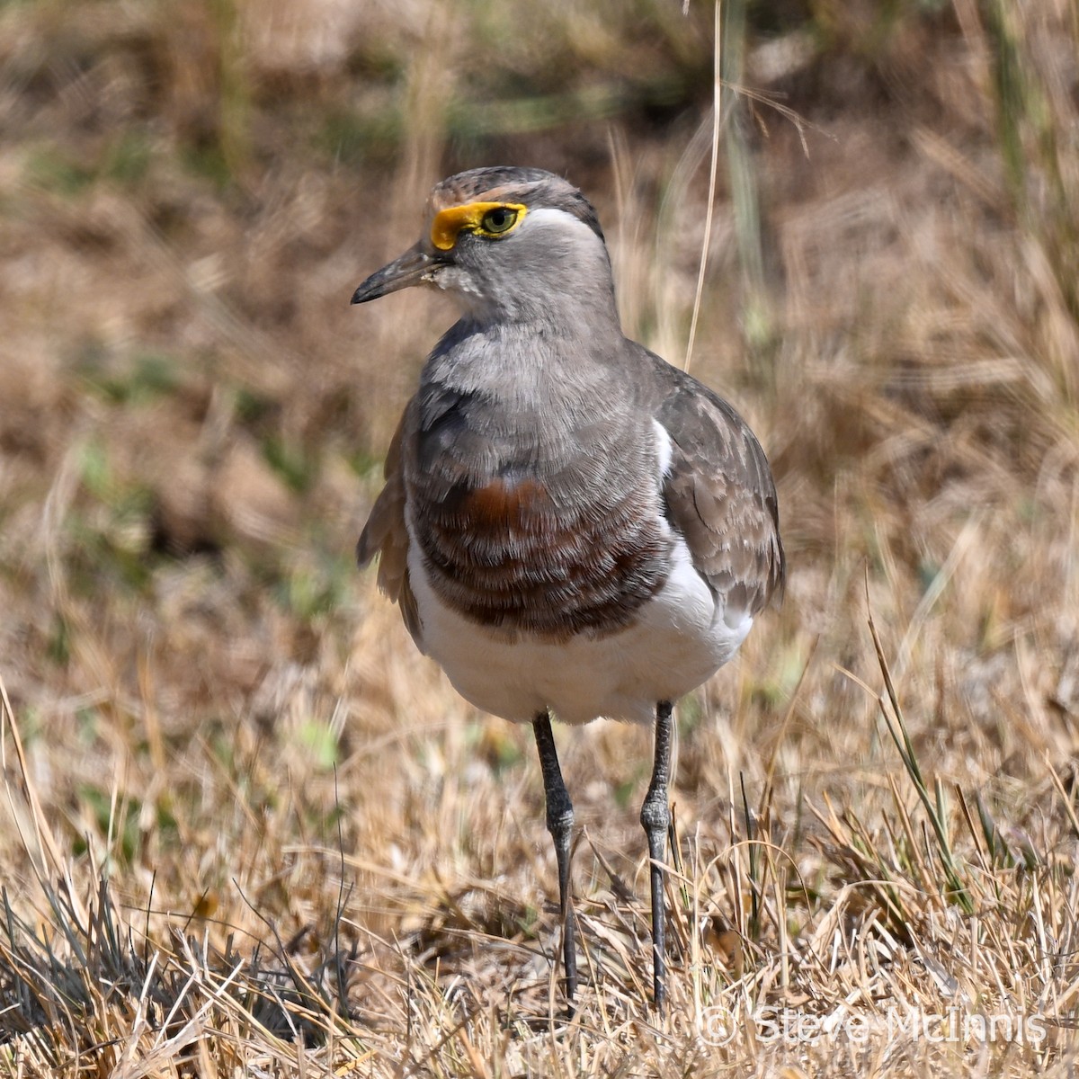 Brown-chested Lapwing - ML594892951