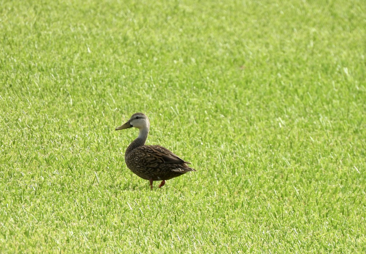 eBird Checklist 17 Jul 2023 Hatton Hwy, Pahokee USFL 26.76880, 80