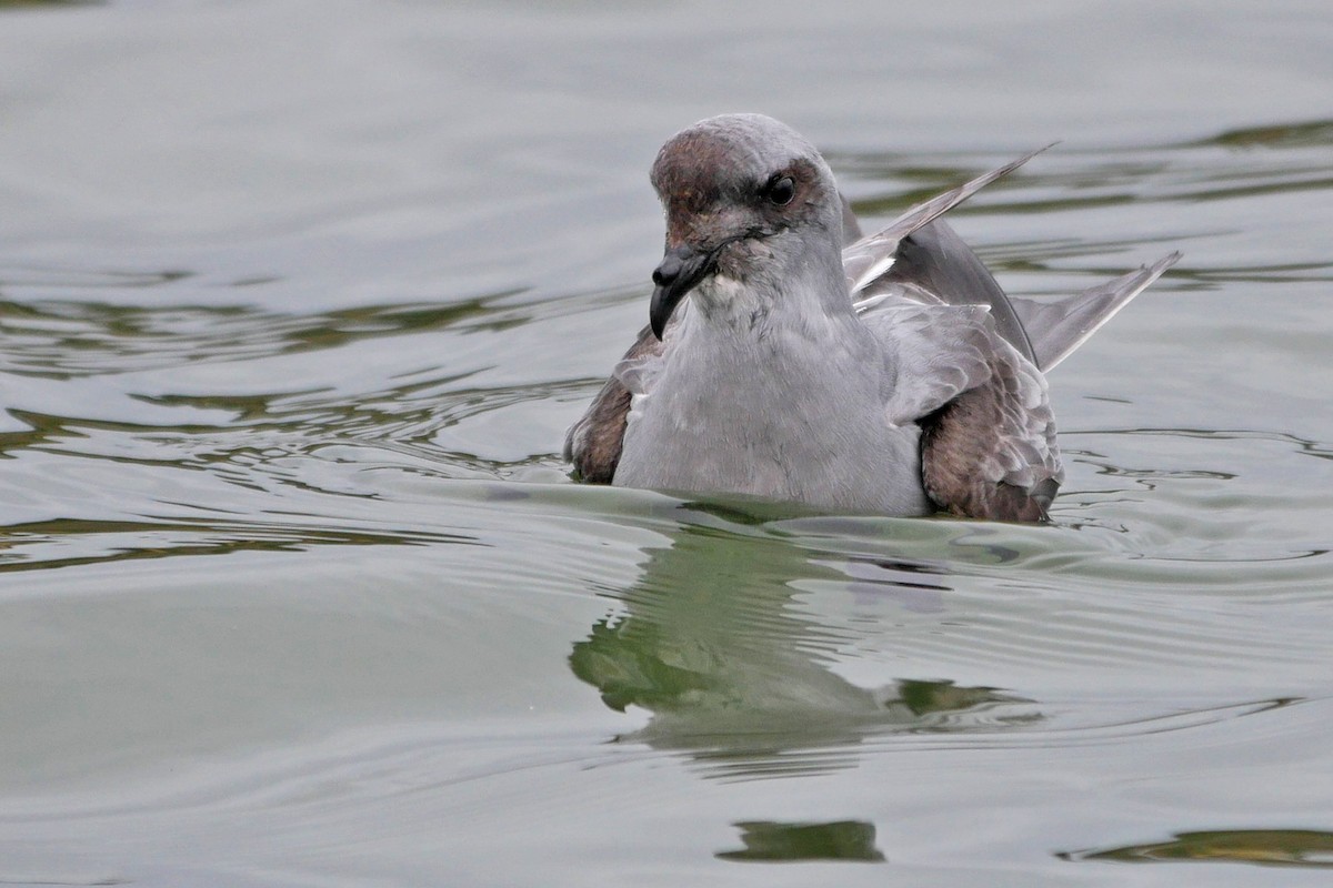 Fork-tailed Storm-Petrel - ML59489651