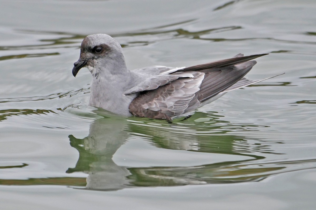 Fork-tailed Storm-Petrel - ML59489661