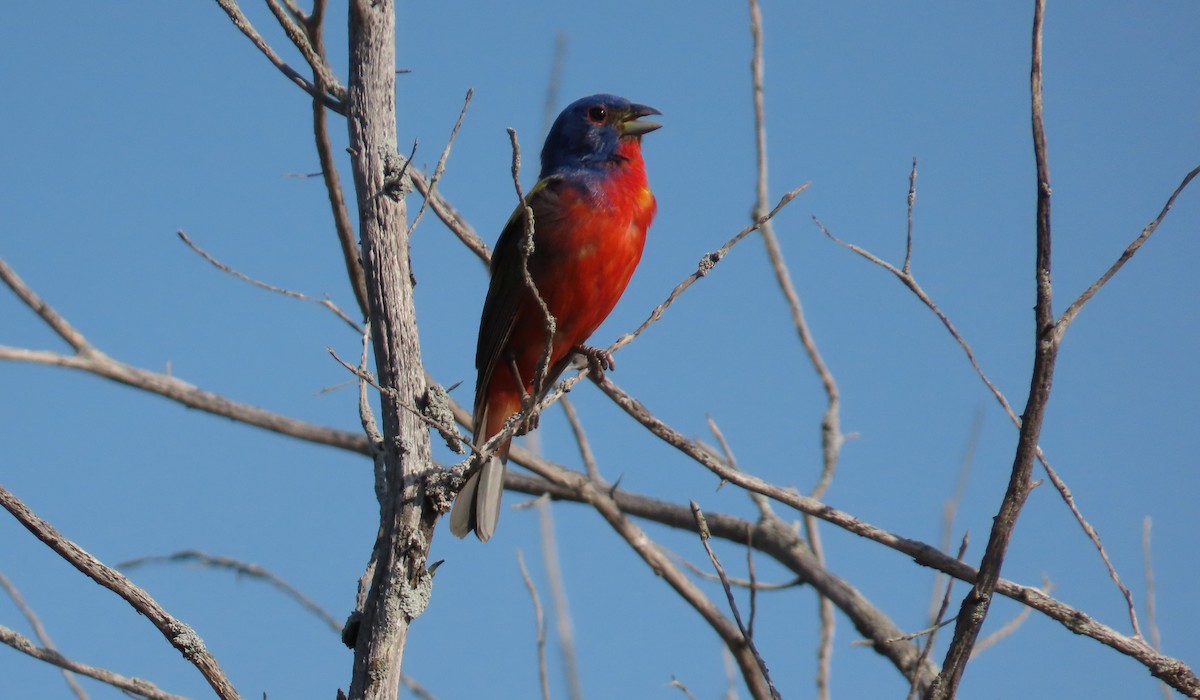 Painted Bunting - ML594897571