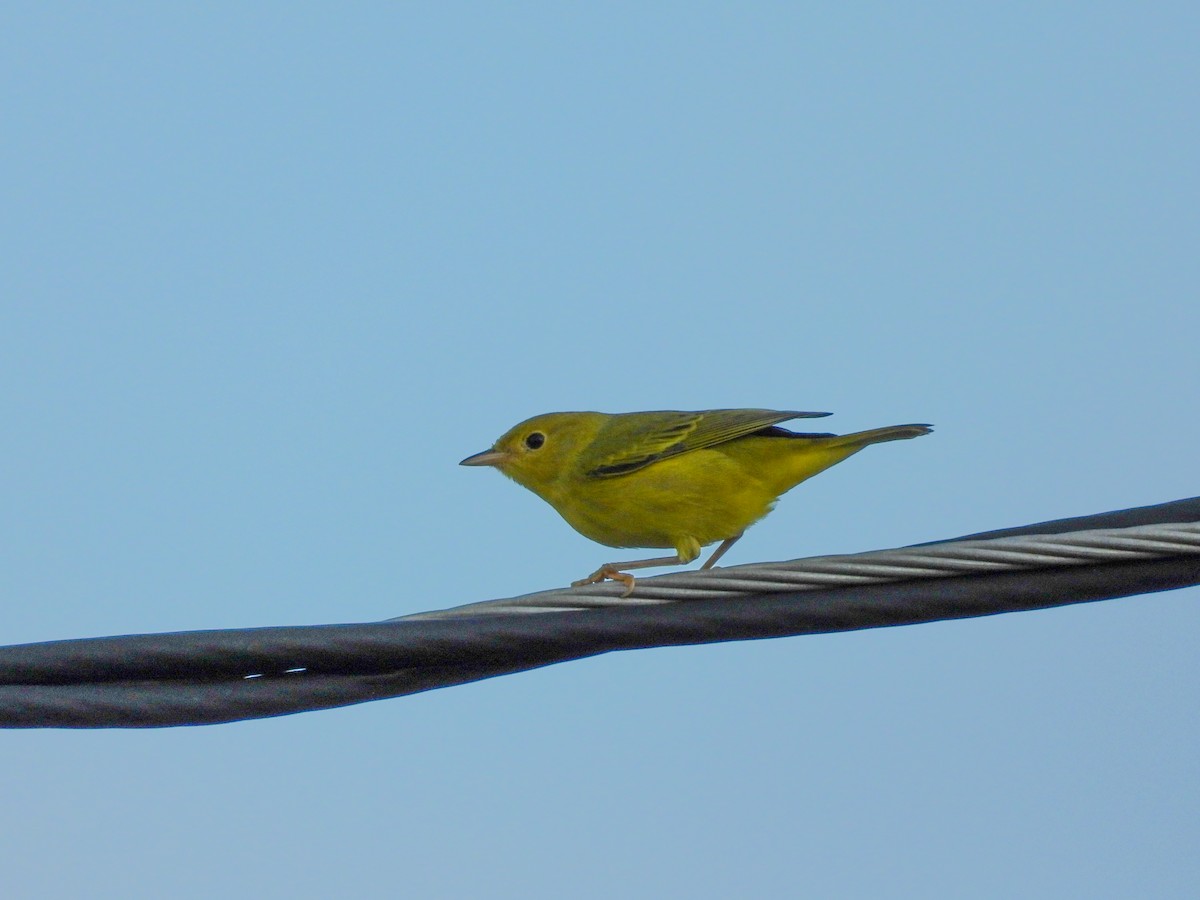 Yellow Warbler - M. Pierre-Louis