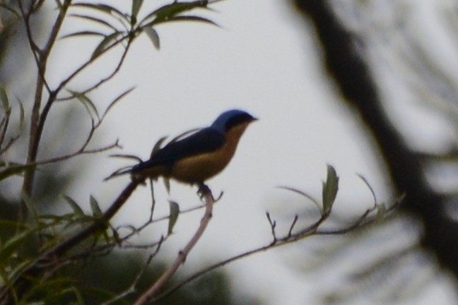 Fawn-breasted Tanager - ML594902191