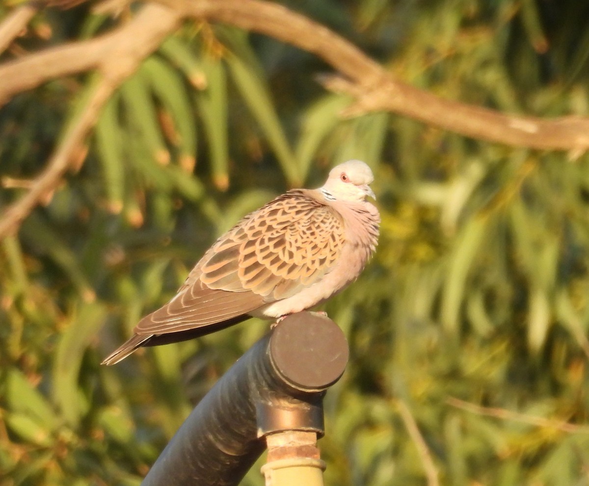 Laughing Dove - ML594902941