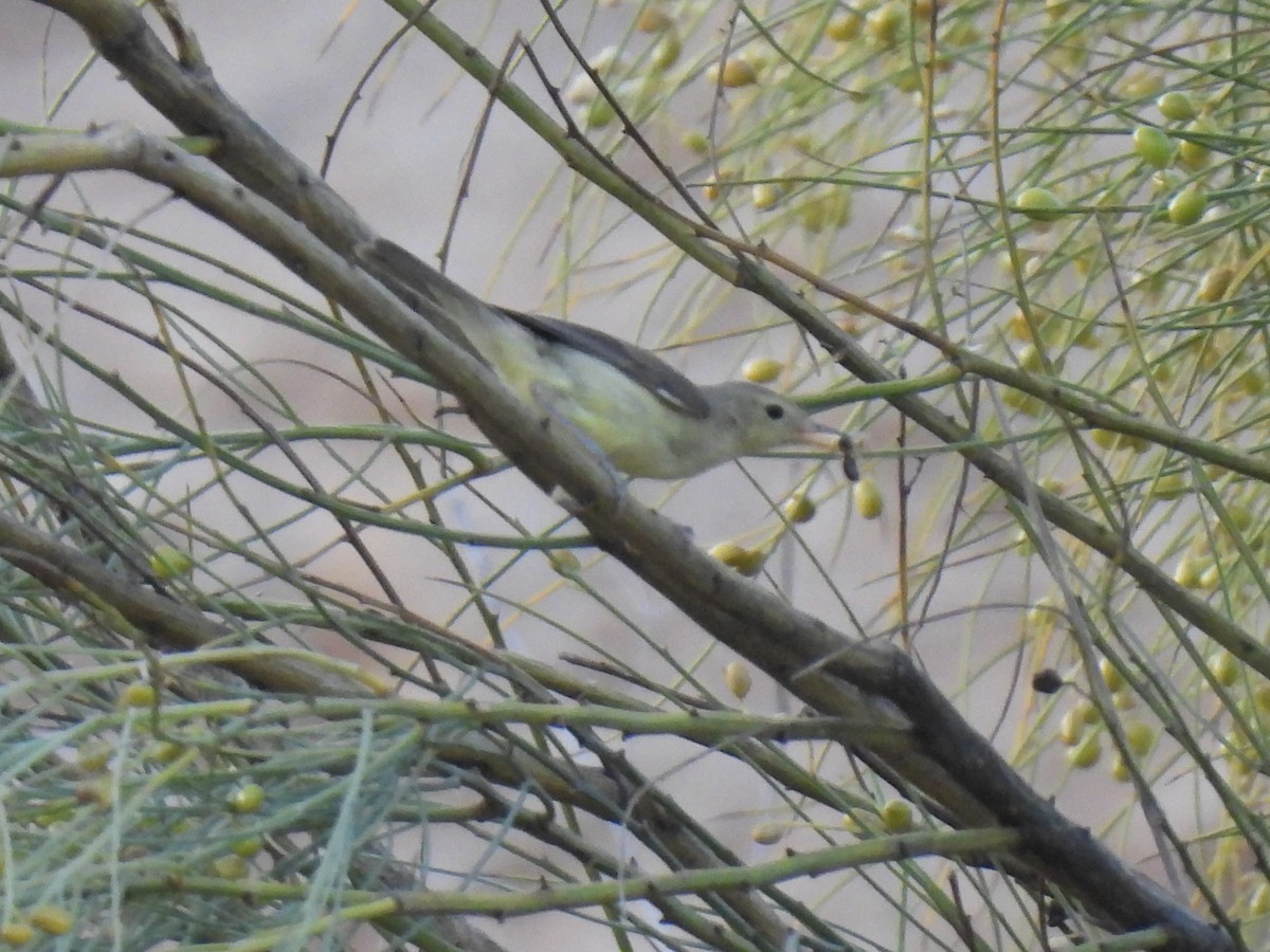 Melodious Warbler - ML594913481