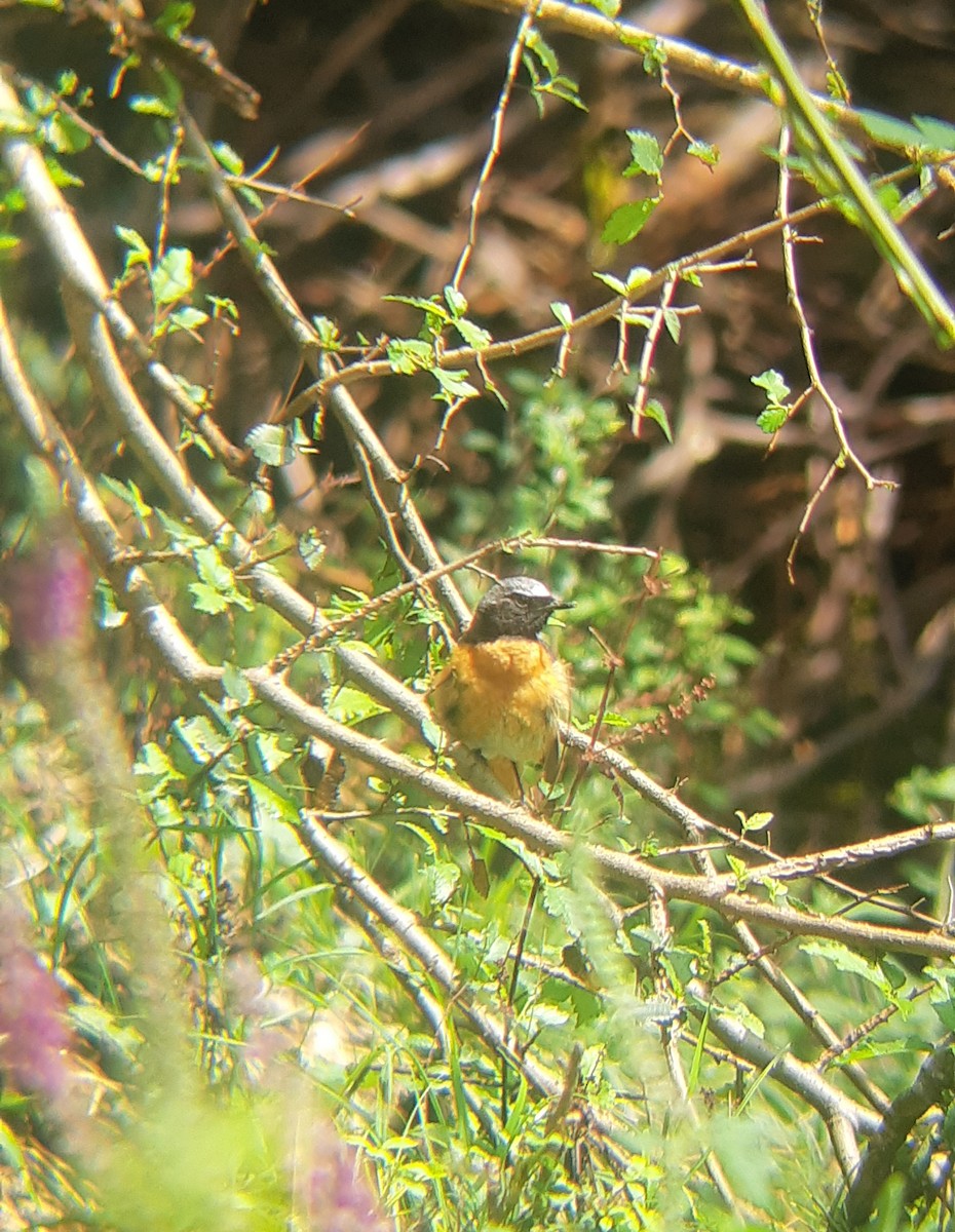 Common Redstart (Ehrenberg's) - Elman İmanov