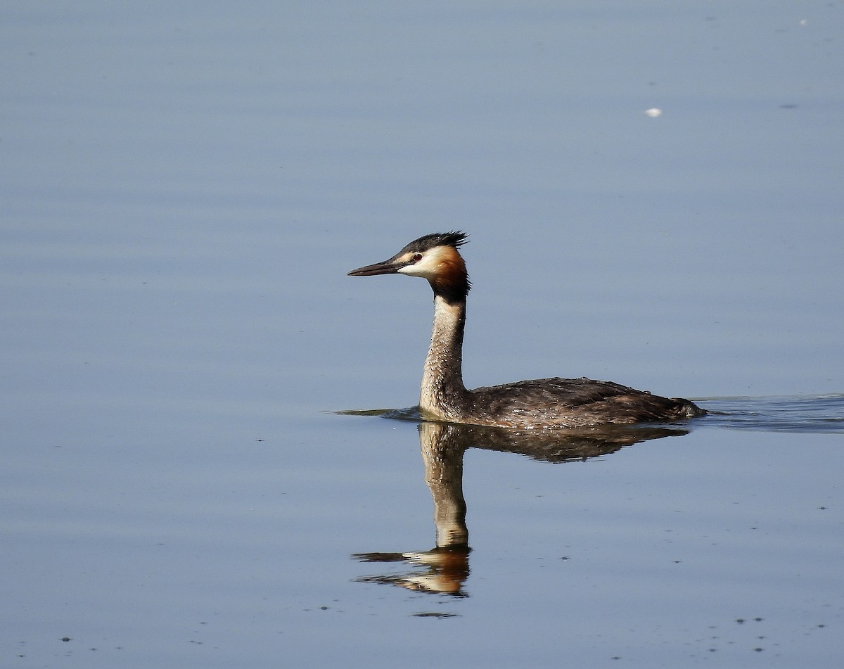 Great Crested Grebe - ML594918341