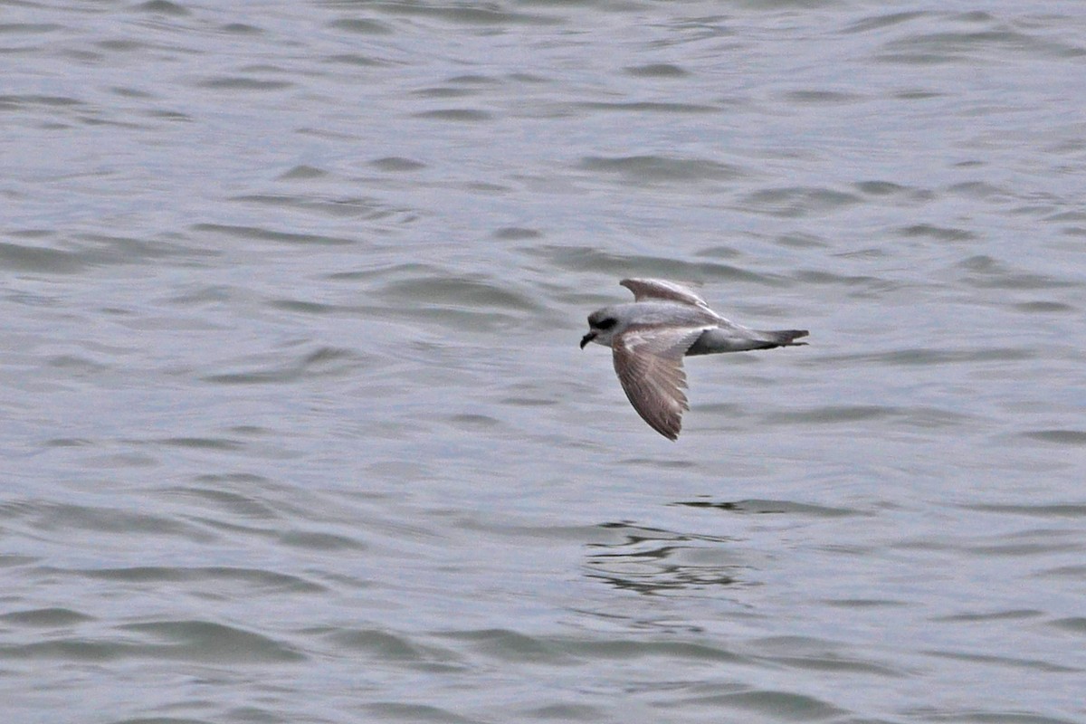 Fork-tailed Storm-Petrel - ML59491941