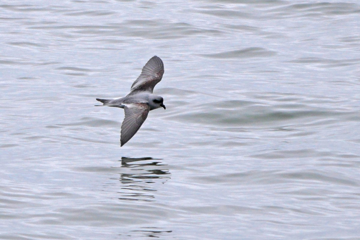 Fork-tailed Storm-Petrel - ML59491951