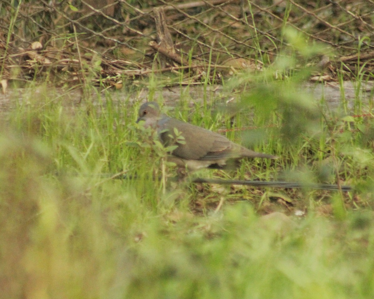 White-tipped Dove (brasiliensis Group) - ML594919941