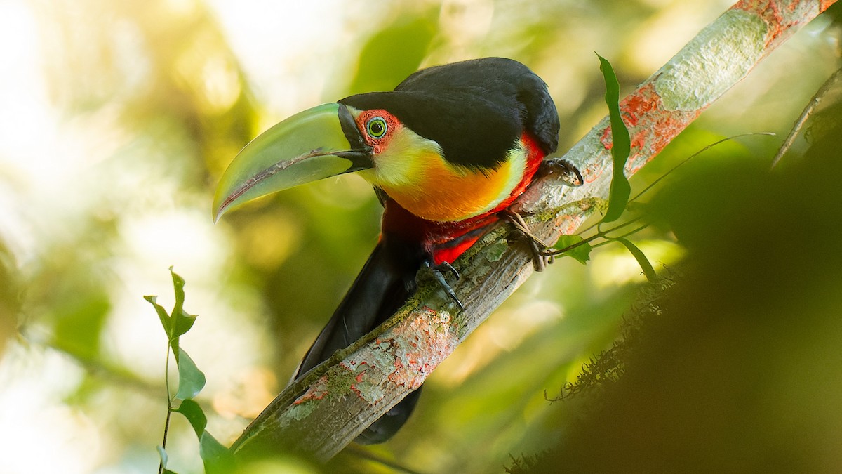 Red-breasted Toucan - ML594927551