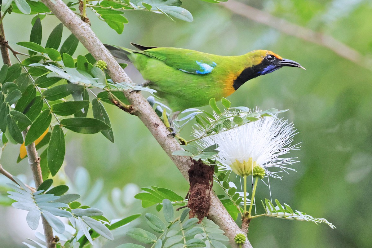 Golden-fronted Leafbird - Nathan Wall