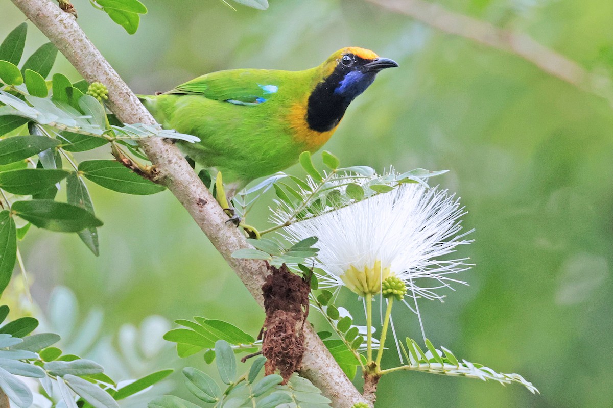 Golden-fronted Leafbird - Nathan Wall