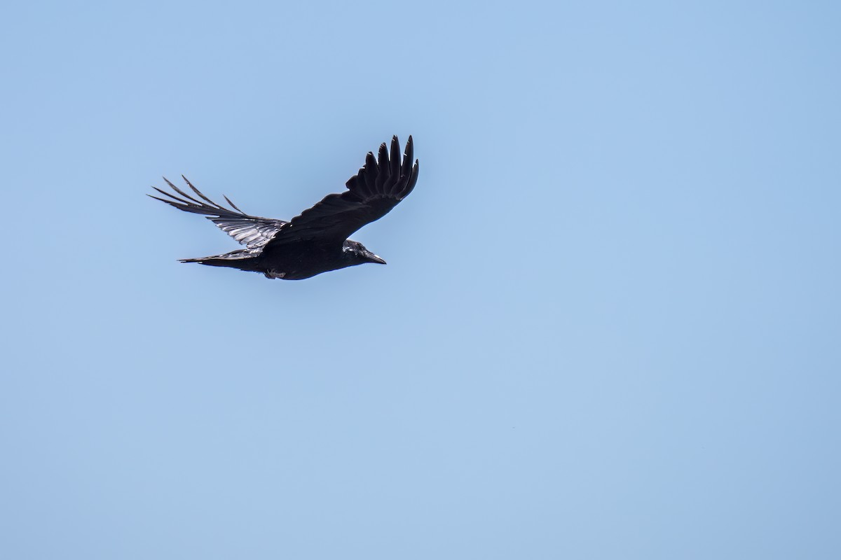Common Raven - ML594930971