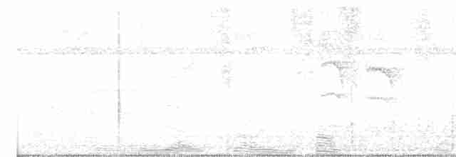 White-flanked Antwren - ML594931781