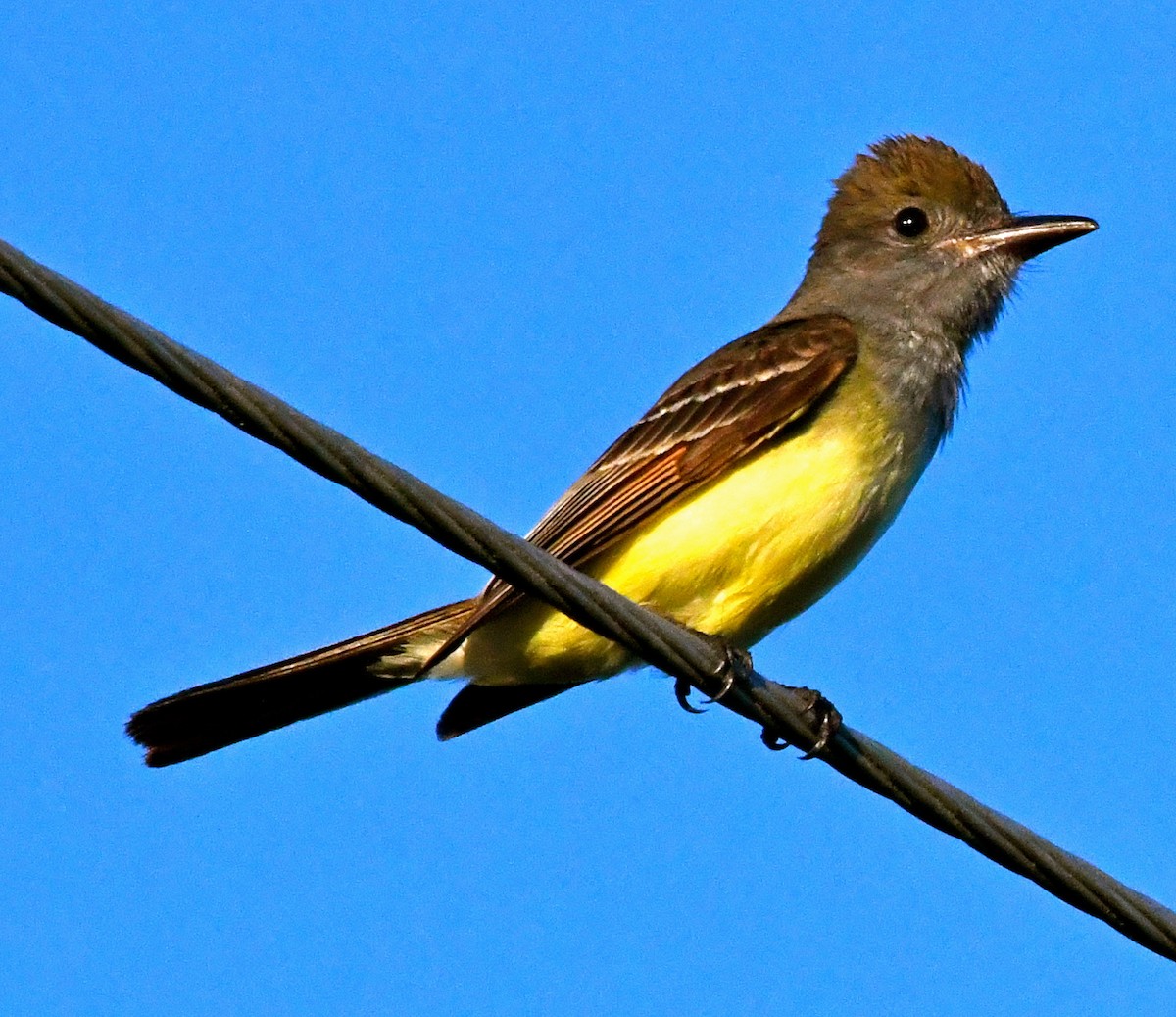 Great Crested Flycatcher - ML59493671