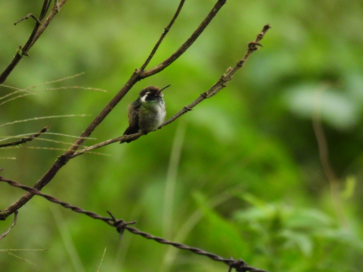 White-eared Hummingbird - ML594936831