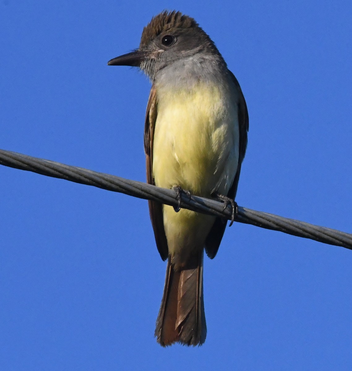 Great Crested Flycatcher - ML59493691