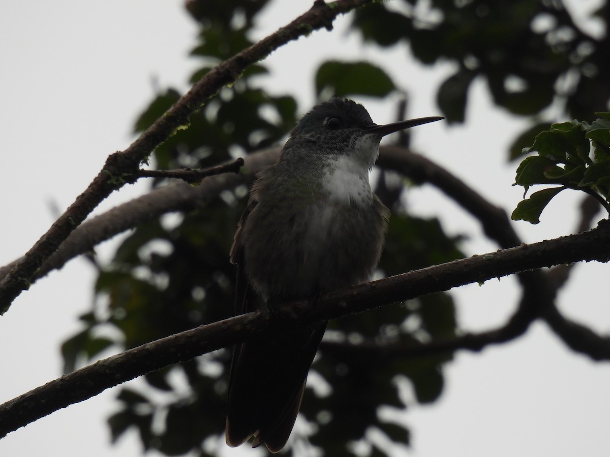 Azure-crowned Hummingbird - ML594937191