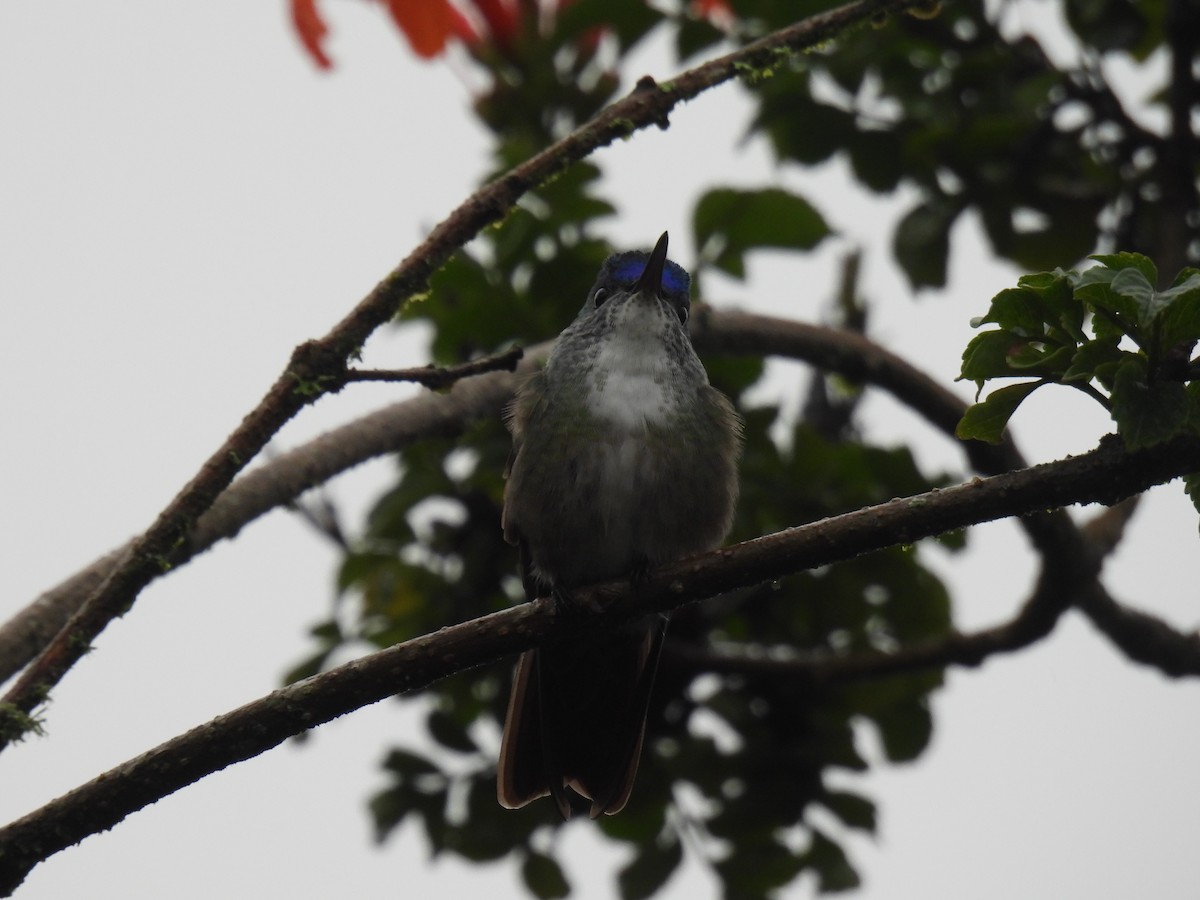 Azure-crowned Hummingbird - Larry josue Rayo oporta