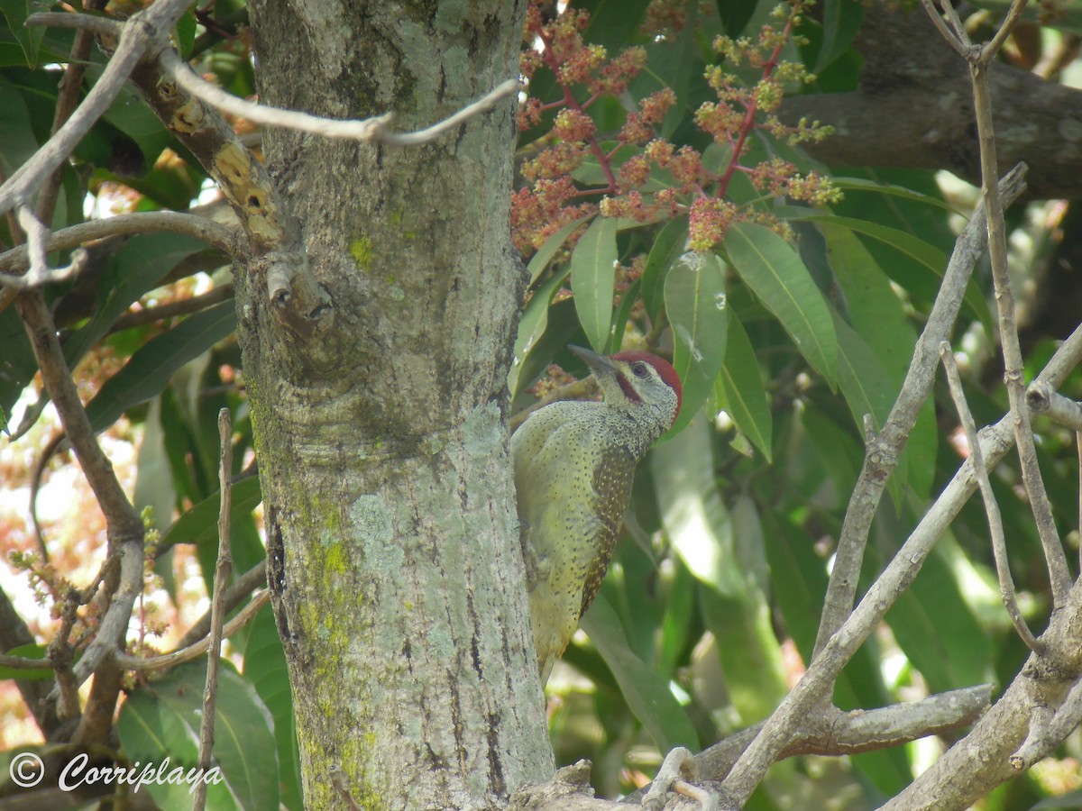 Fine-spotted Woodpecker - Fernando del Valle