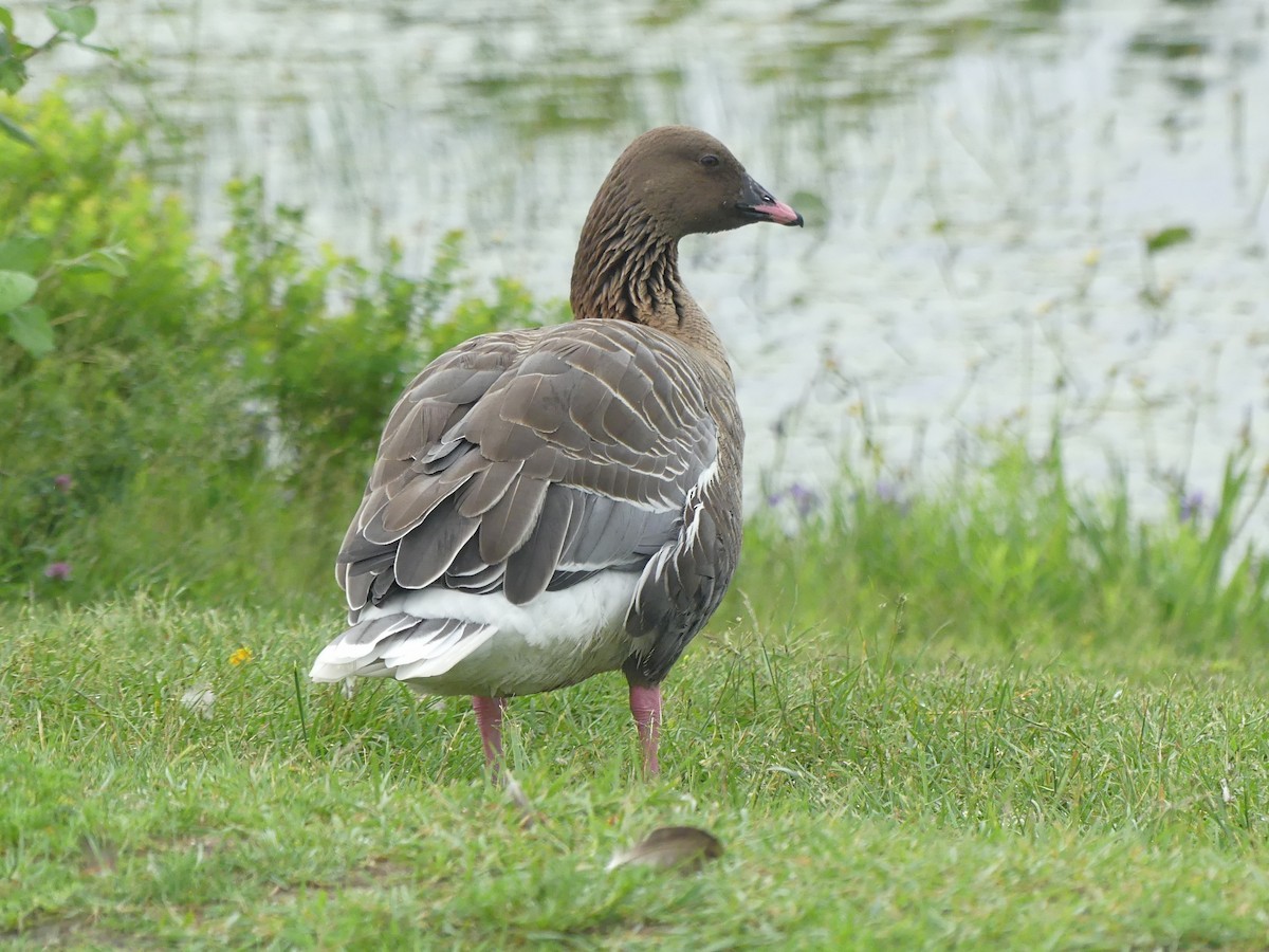 Pink-footed Goose - ML594937911