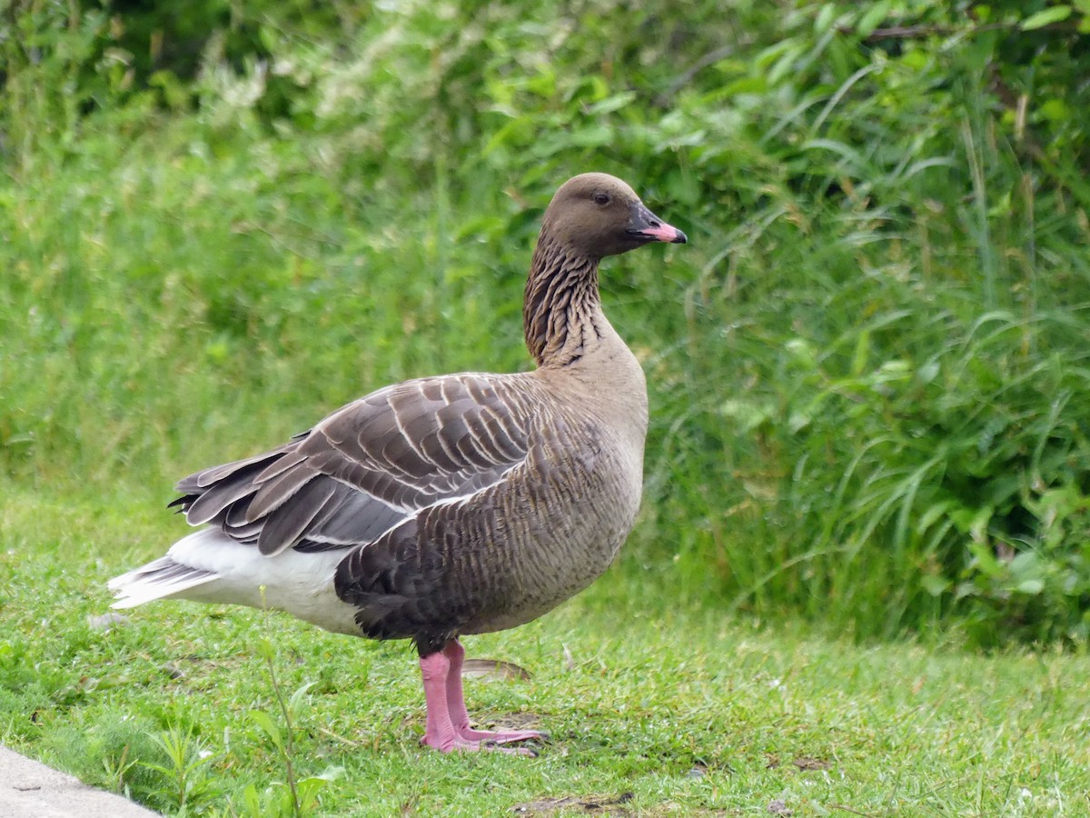 Pink-footed Goose - ML594937921