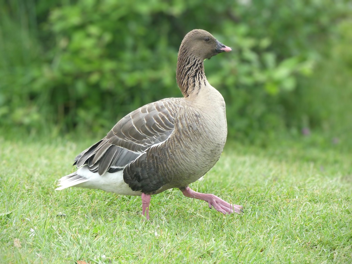 Pink-footed Goose - ML594937941