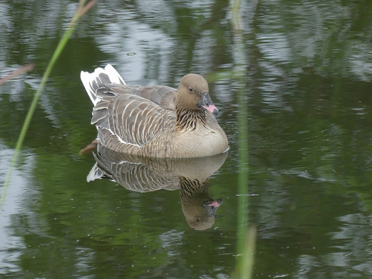 Pink-footed Goose - ML594938751
