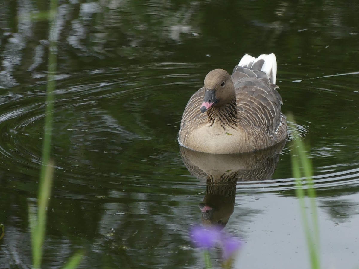 Pink-footed Goose - ML594938761