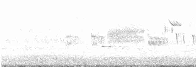 Краснохвостый канюк (borealis) - ML594939261