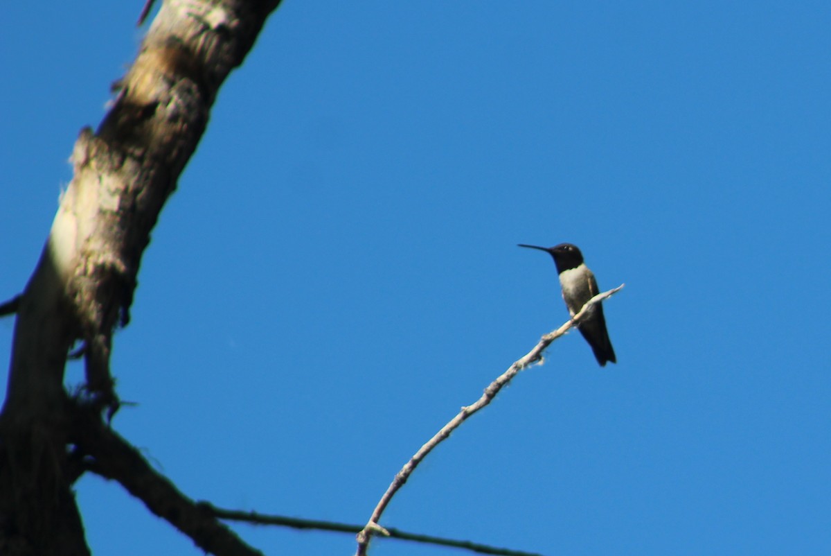Black-chinned Hummingbird - Archer Silverman