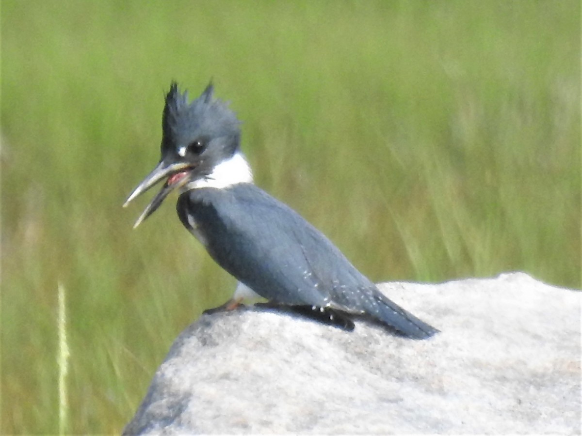 Belted Kingfisher - ML594944831