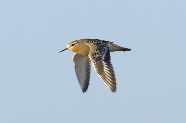 Tawny-throated Dotterel (subspecies <em class="SciName notranslate">ruficollis</em>) - Tawny-throated Dotterel - 