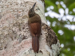  - Hoffmanns's Woodcreeper