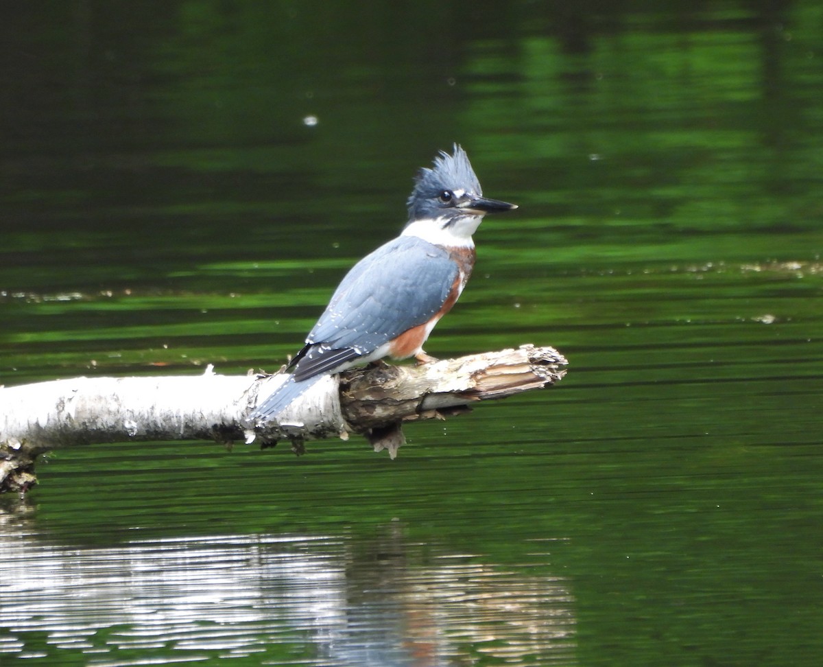 Belted Kingfisher - ML594949421