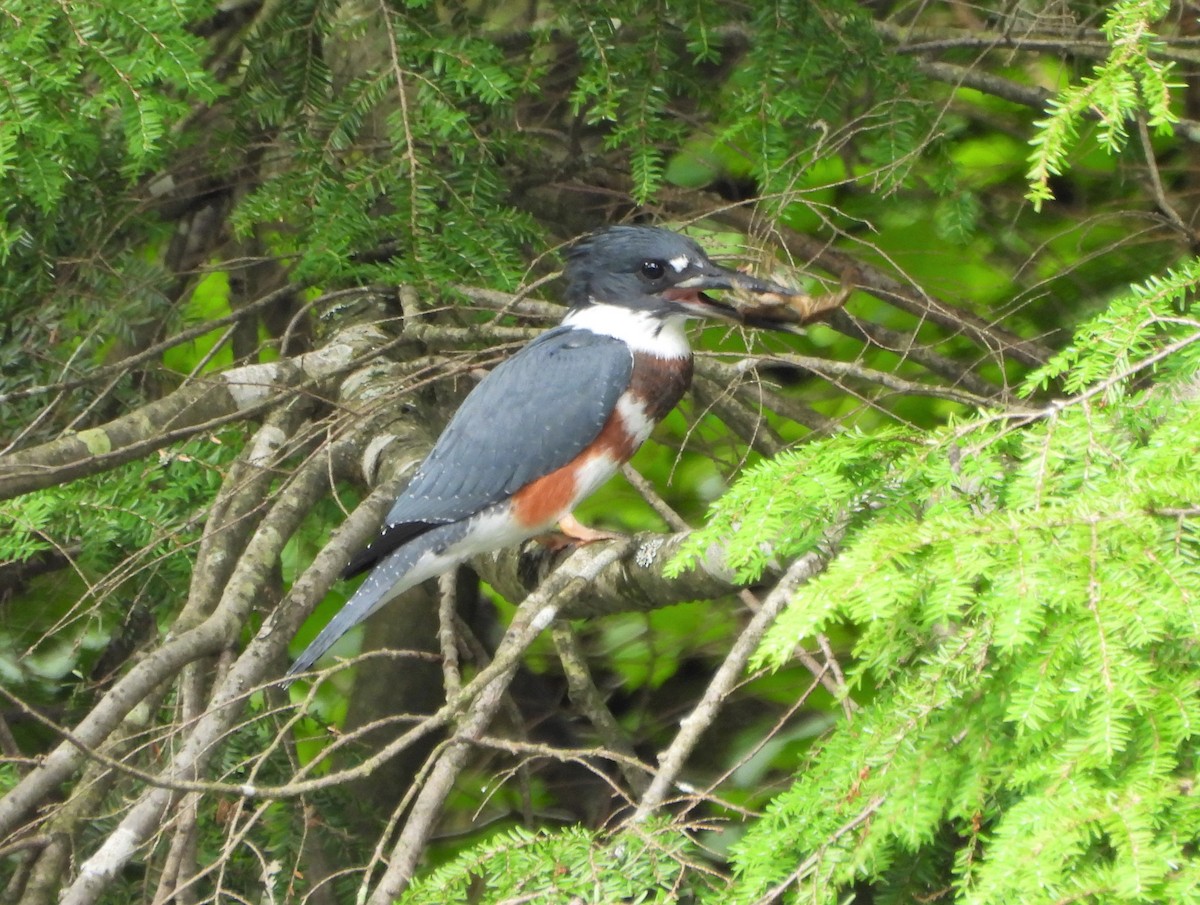 Belted Kingfisher - ML594949431