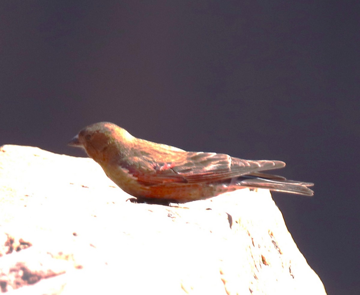 Brown-capped Rosy-Finch - ML594949601