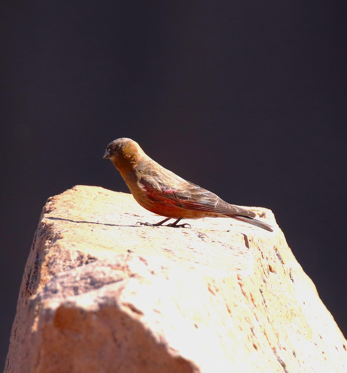 Brown-capped Rosy-Finch - ML594949611