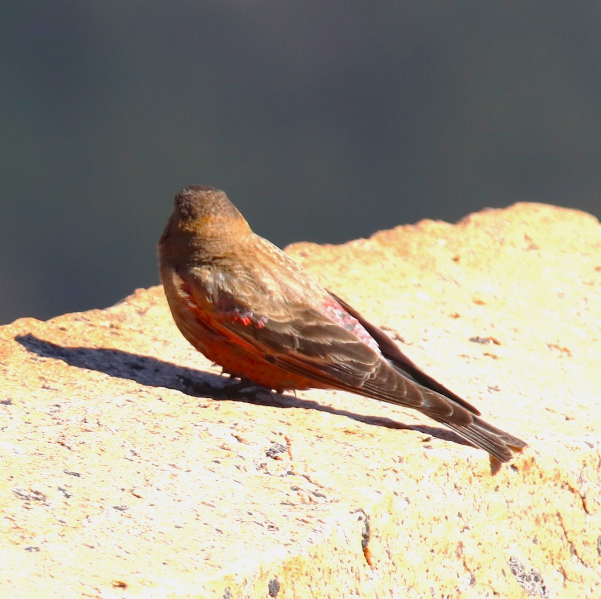 Brown-capped Rosy-Finch - ML594949631