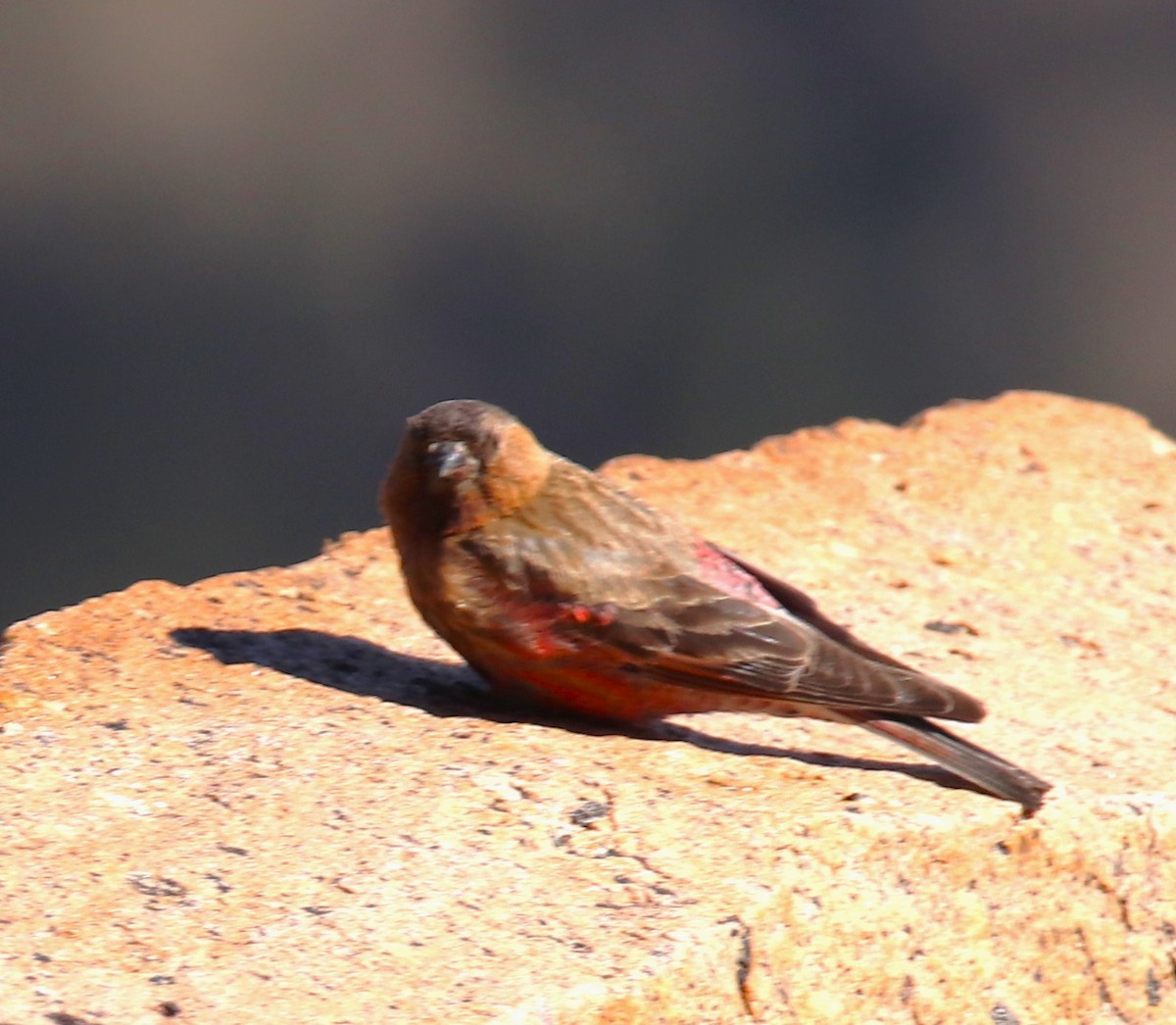 Brown-capped Rosy-Finch - ML594949641