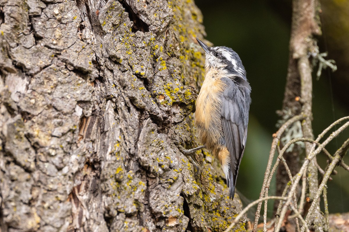 Red-breasted Nuthatch - ML594950551