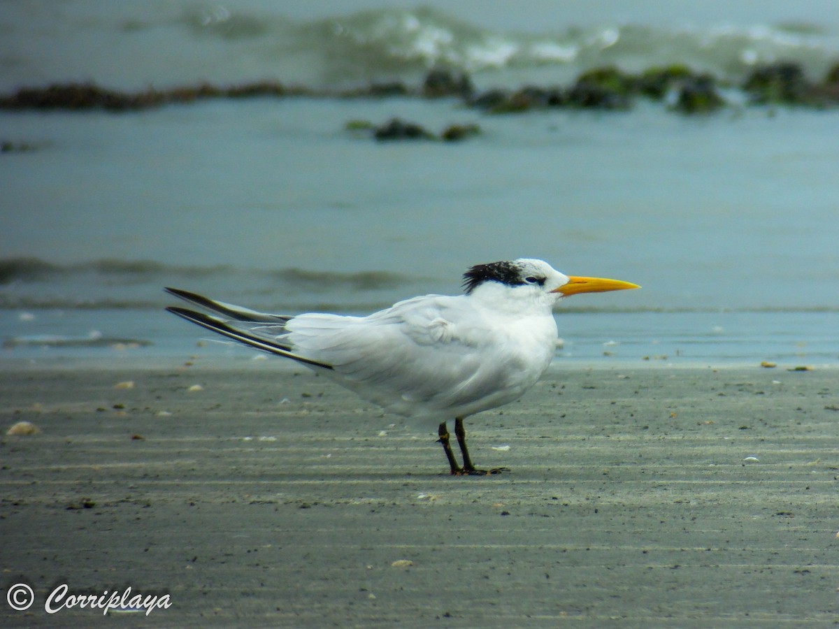 West African Crested Tern - ML594955191