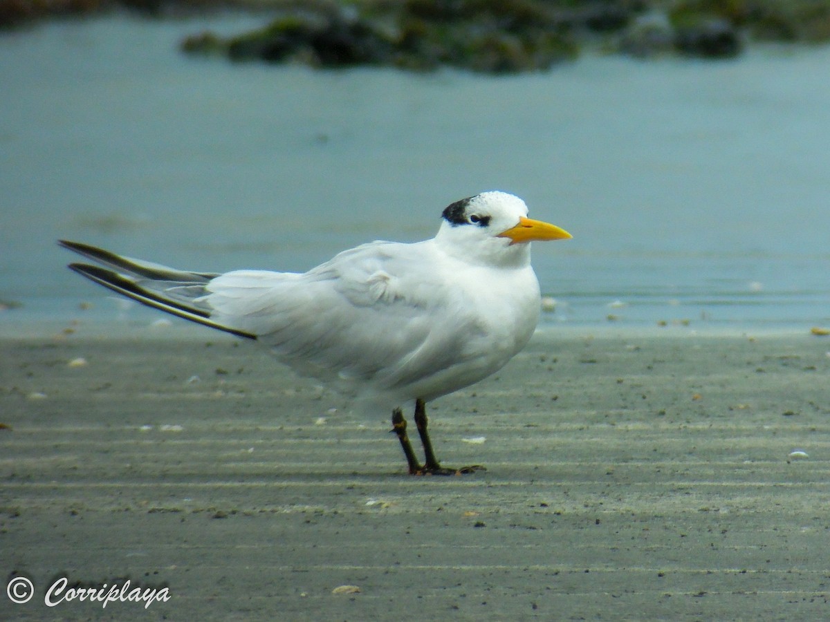 West African Crested Tern - ML594955211