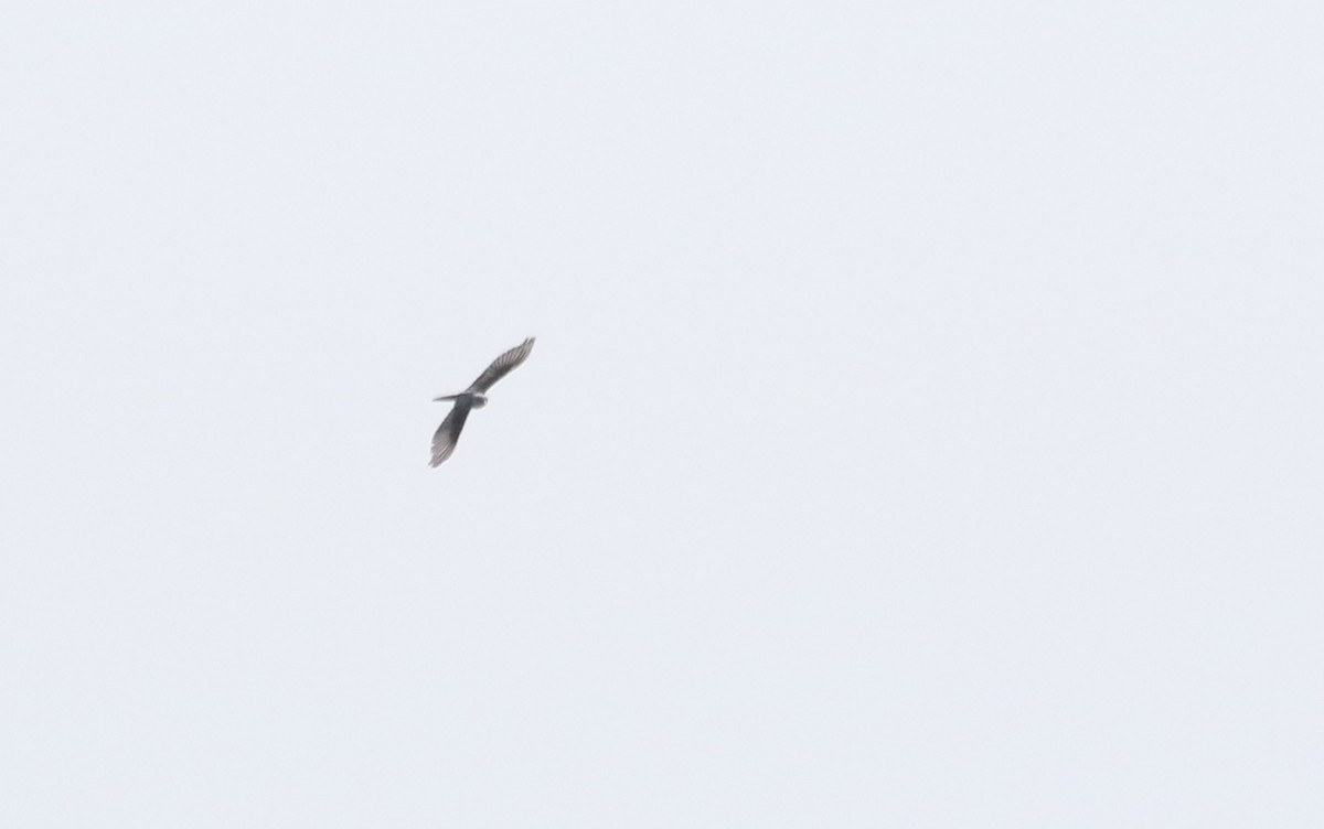 Scissor-tailed Flycatcher - ML594958891