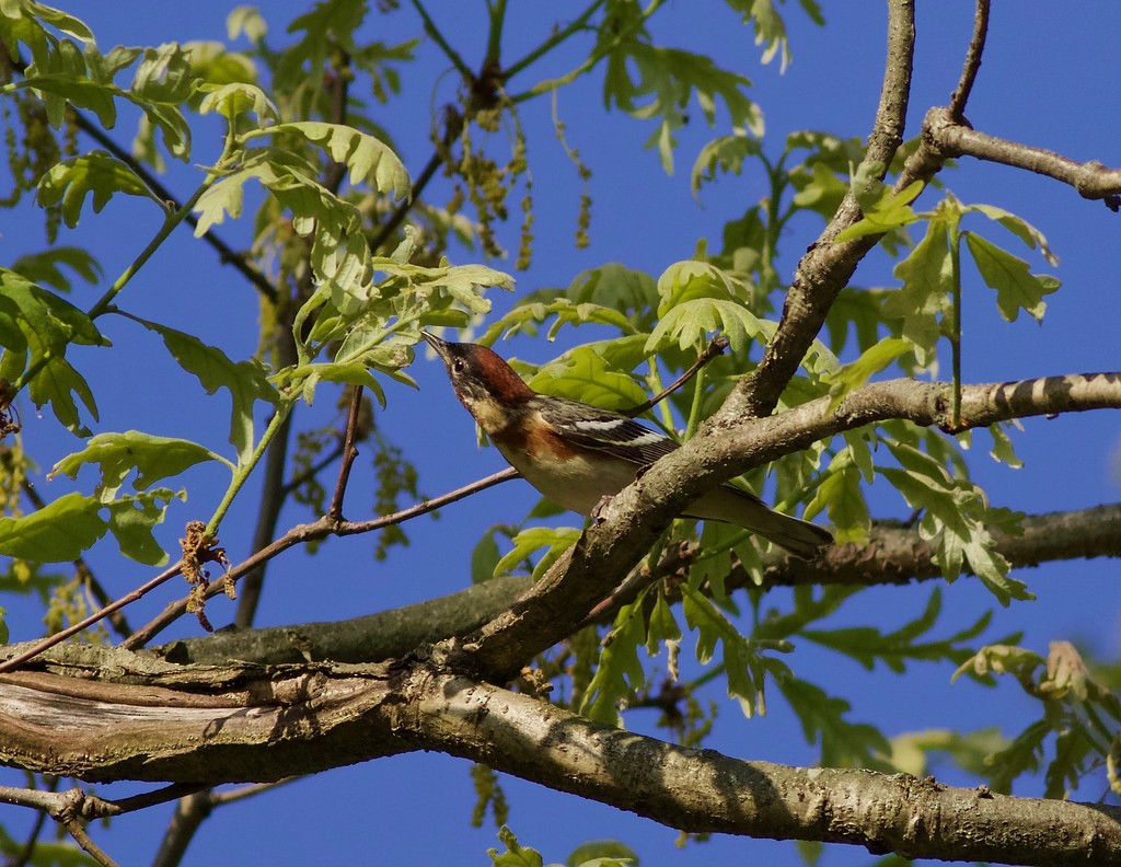 Bay-breasted Warbler - John Gluth